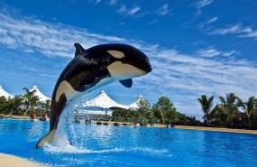 ep parlamento europeo cierrapeticionfmfincorrectodel permiso citesla orca morgan