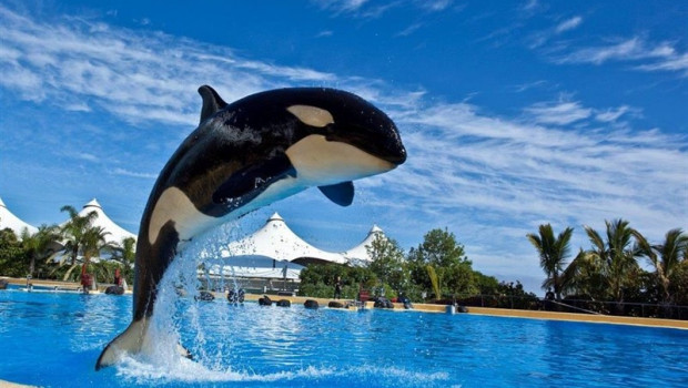 ep parlamento europeo cierrapeticionfmfincorrectodel permiso citesla orca morgan
