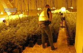 ep plantacionmarihuanapriegocordoba