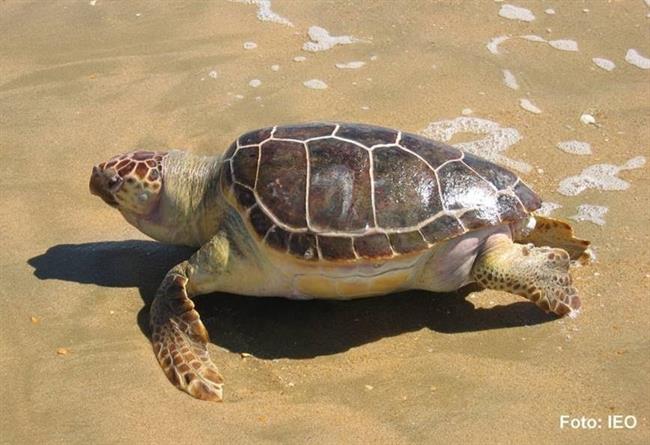 ep tortuga boba caretta caretta enmediterraneo