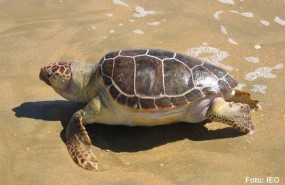 ep tortuga boba caretta caretta enmediterraneo