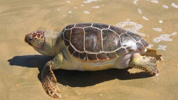 ep tortuga boba caretta caretta enmediterraneo