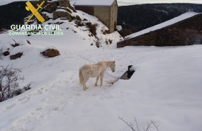 ep un caballo aislado en un terreno cubierto de nieve en soriguera lleida