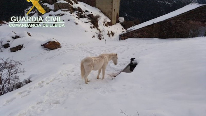 Un caballo aislado en un terreno cubierto de nieve en Soriguera (Lleida) | GUARDIA CIVIL ep un caballo aislado en un terreno cubierto de nieve en soriguera lleida